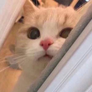 吉冈奈奈子熟女av
